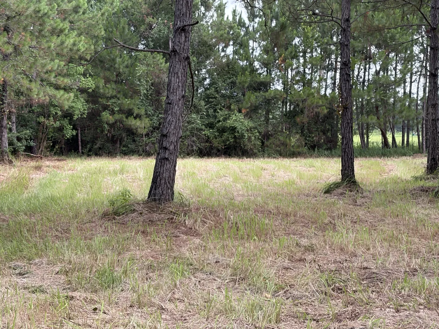 The same ground after clearing, mowed and opened up