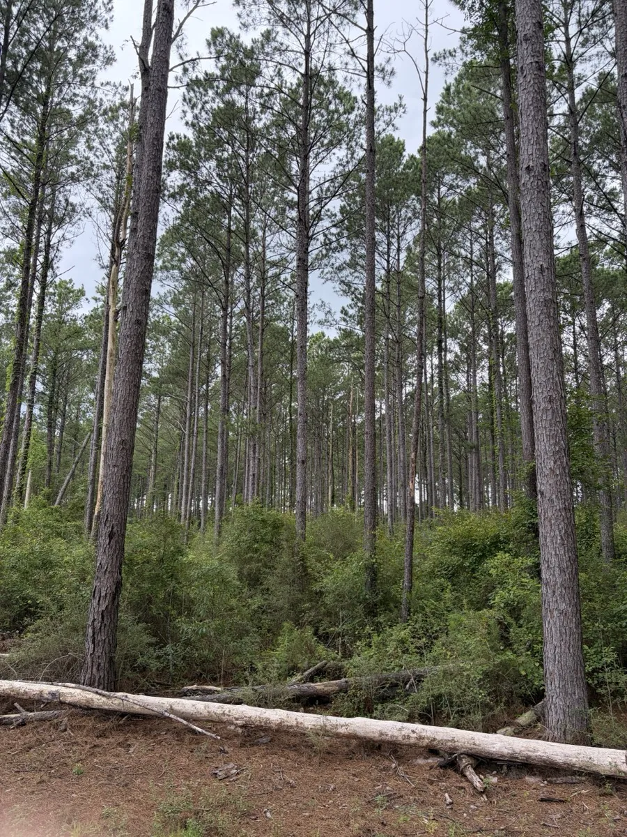 Forestry mulcher grinding underbrush on South Alabama land