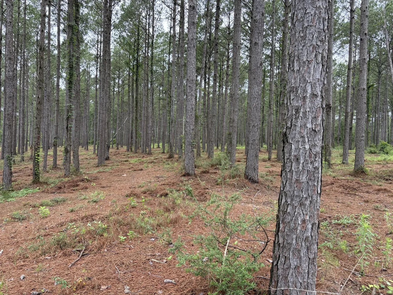 Land clearing and forestry mulching on a property in South Alabama