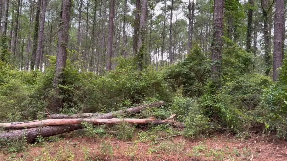 EMCO Builders land clearing project in South Alabama