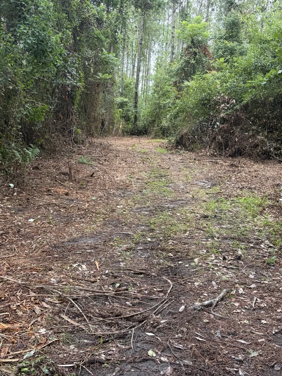 Overgrown lot being cleared near Pensacola, Florida