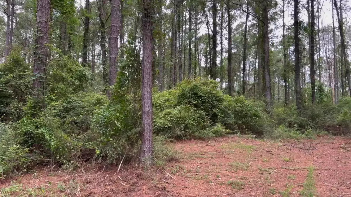 Land Clearing in Saraland, AL