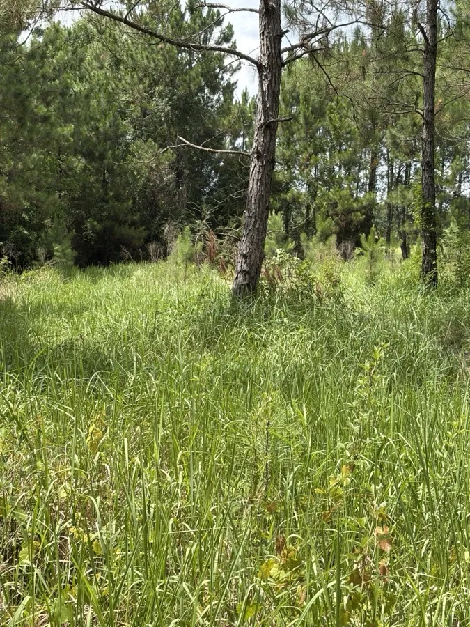 Forestry Mulching in Elberta, AL