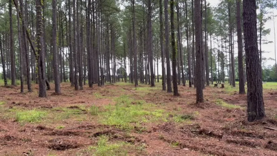 Land Clearing in Elberta, AL